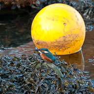 Mylor 2009-14