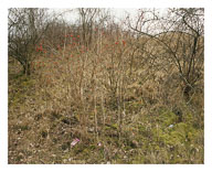 Edglelands Large Format